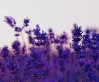 Beautiful purple flowers