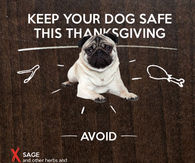 keep your dogs safe on Thanksgiving
