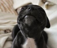 French bulldog smiling