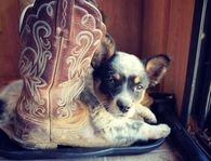 Country boots and cute pup