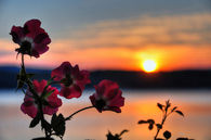 Sunset and flowers