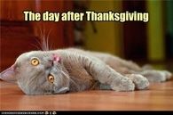 The Day After Thanksgiving