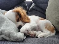 Sleeping Puppy