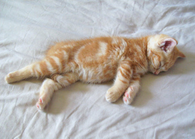 Sleeping Cat