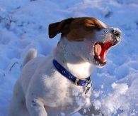 Jack Russell