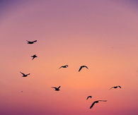 Seagulls Over The Ocean