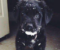 Winter Puppy