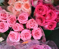 Roses