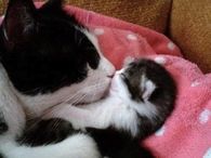Mom Cat Kissing Baby