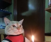 Cat be serious