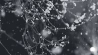 Animated Snow