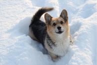 Happy Dog in the Snow
