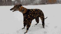 Snow Happy Dog in Pajamas 