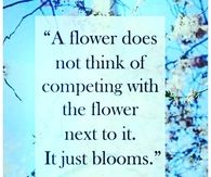 a flower just blooms