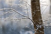 Light Falling Snow