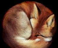 Sleeping Fox