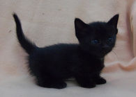 Black Kitten