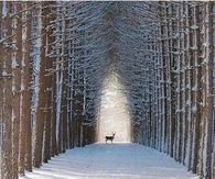 Deer In The Snow!!