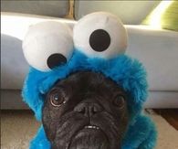 Cookie Monster Frenchie