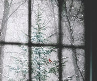 Cardinal on the Christmas tree