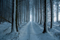 Forest winter