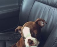 Tired Pup