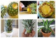DIY Pineapple Fruit