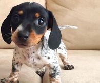 Adorable Puppy