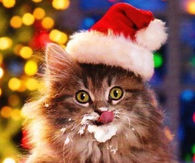 Christmas Kitty