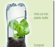 plastic Bottle Garden