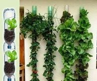 Waterbottle Garden