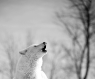 Winter Wolf