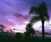 Tropical Night