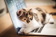 Cat On The Computer