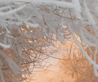 forest Snow