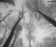 Woods