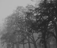 Vintage wall and trees