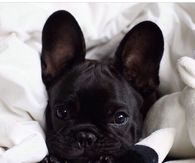 Cute little bulldog