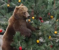 Bear this Christmas