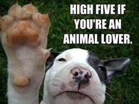 Animal Lovers