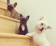 Puppies on the steps