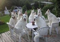 Dog Meal day