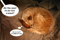 Walkies!