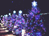 Star christmas trees