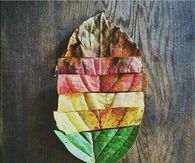 the Leaves of Fall