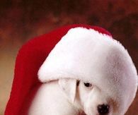 Cute christmas pictures