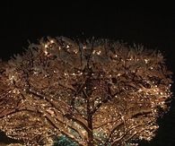 Beautiful Winter Trees
