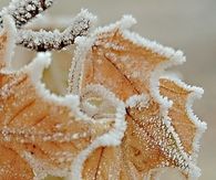 Frozen Leaves