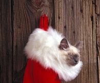 Christmas Cat