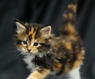 Kitten